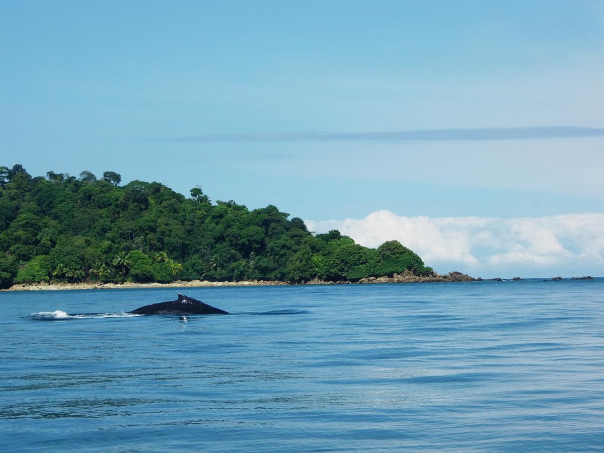 Cabanas Refugio Salomon Nuqui Bagian luar foto